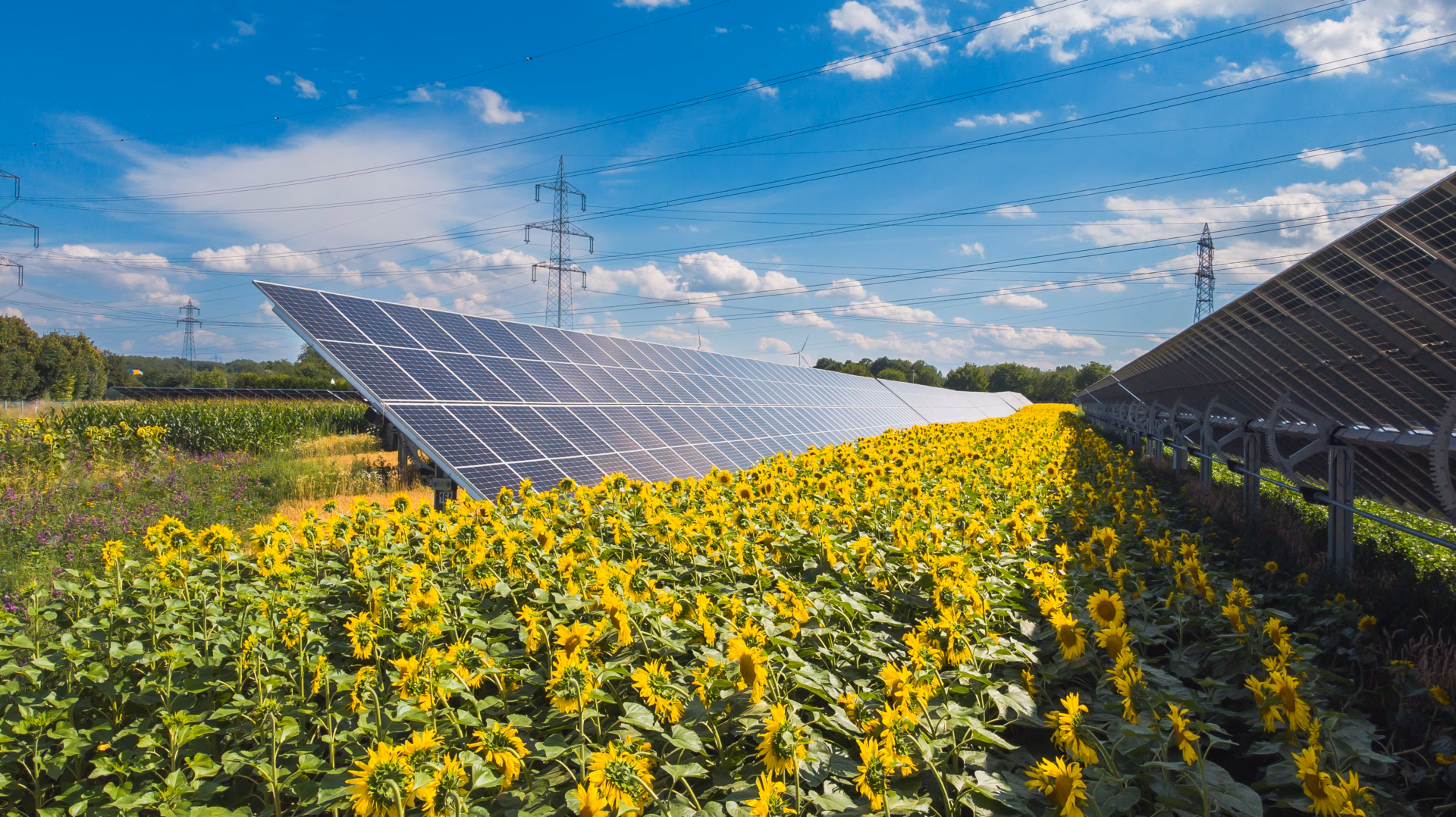 Sonnenblumenfeld mit Solar-Panelen