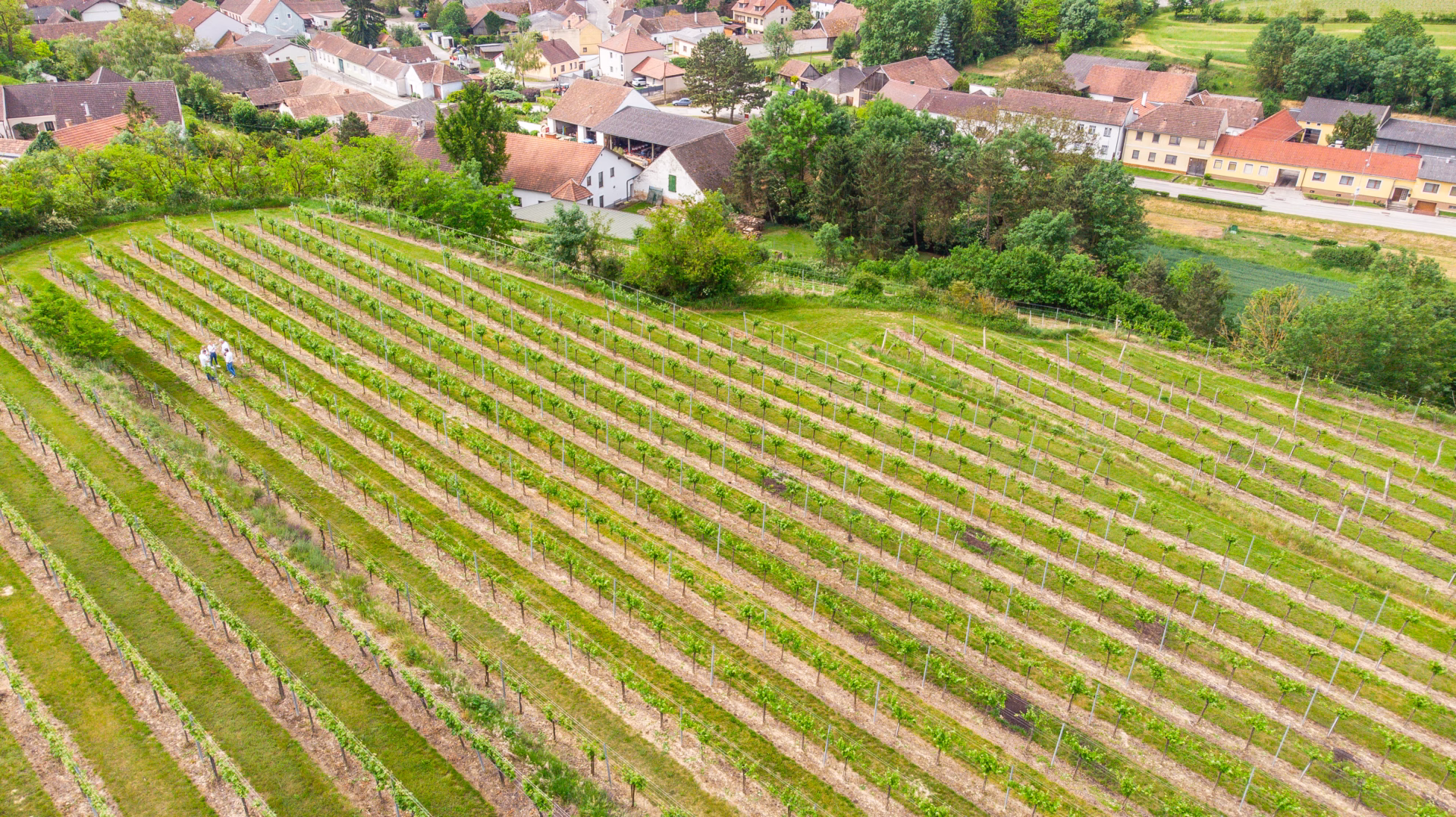 Drohnenaufnahme von Weinreben in Kirchberg am Wagram